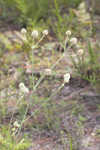 Southern rattlesnake master